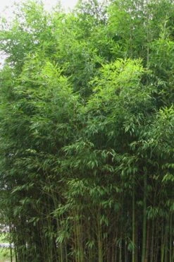 Flavescens Inversa Bamboo (Phyllostachys Aurea) - 3 Gallon Pot (4-6') -Outlet The Ever Garden Store Bamboo Flavescens Inversa 1
