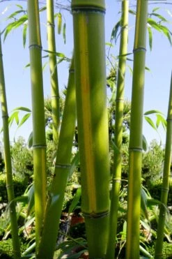 Flavescens Inversa Bamboo (Phyllostachys Aurea) - 3 Gallon Pot (2-4') -Outlet The Ever Garden Store Bamboo Flavescens Inversa 11