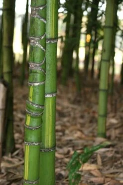 Flavescens Inversa Bamboo (Phyllostachys Aurea) - 3 Gallon Pot (2-4') -Outlet The Ever Garden Store Bamboo Flavescens Inversa 13