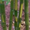 Flavescens Inversa Bamboo (Phyllostachys Aurea) - 3 Gallon Pot (4-6')