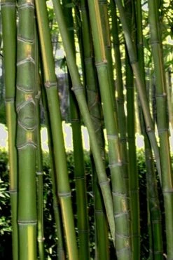 Flavescens Inversa Bamboo (Phyllostachys Aurea) - 3 Gallon Pot (4-6') -Outlet The Ever Garden Store Bamboo Flavescens Inversa Rev 500x750 2