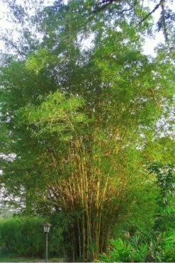 Golden Fishpole Bamboo - Phyllostachys Aurea - 3 Gallon Pot (4-6') -Outlet The Ever Garden Store Bamboo Golden 10