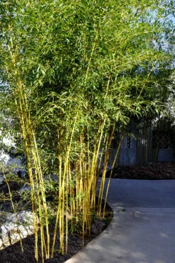 Golden Fishpole Bamboo - Phyllostachys Aurea - 3 Gallon Pot (4-6') -Outlet The Ever Garden Store Bamboo Golden 11