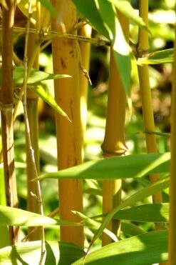 Golden Fishpole Bamboo - Phyllostachys Aurea - 3 Gallon Pot (4-6') -Outlet The Ever Garden Store Bamboo Golden 13