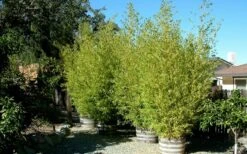 Golden Fishpole Bamboo - Phyllostachys Aurea - 3 Gallon Pot (4-6') -Outlet The Ever Garden Store Bamboo Golden 15