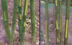 Flavescens Inversa Bamboo (Phyllostachys Aurea) - 3 Gallon Pot (4-6') -Outlet The Ever Garden Store Bamboo Golden Fish Pole 2 1