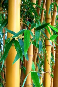 True Gold Golden Fish Pole Bamboo (Phyllostachys Aurea 'Holochrysa') - 3 Gallon Pot -Outlet The Ever Garden Store Bamboo Golden Golden 23 500x750 1