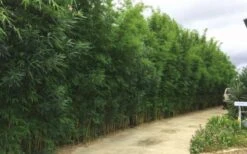 Graceful Bamboo (Slender Weavers) - Bambusa Textilis 'Gracilis' - 2 Gallon Pot -Outlet The Ever Garden Store Bamboo Graceful 6