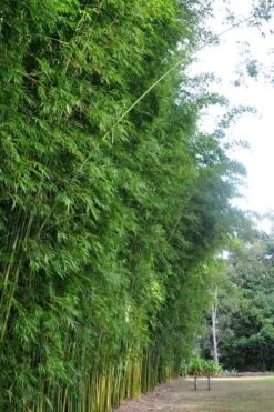 Graceful Bamboo (Slender Weavers) - Bambusa Textilis 'Gracilis' - 2 Gallon Pot -Outlet The Ever Garden Store Bamboo Graceful 9