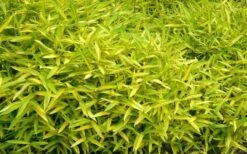 Dwarf Green Stripe Bamboo (Pleioblastus Viridistriatus) - 1 Gallon Pot -Outlet The Ever Garden Store Bamboo Green Stripe 11 1