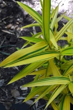Dwarf Green Stripe Bamboo (Pleioblastus Viridistriatus) - 1 Gallon Pot -Outlet The Ever Garden Store Bamboo Green Stripe 12 1