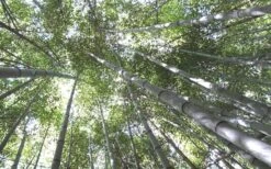 Henon Giant Gray Bamboo - Phyllostachys Nigra 'Henon' - 2 Gallon Pot -Outlet The Ever Garden Store Bamboo Henon 10