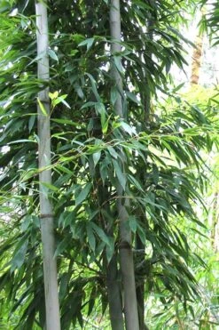 Henon Giant Gray Bamboo - Phyllostachys Nigra 'Henon' - 2 Gallon Pot -Outlet The Ever Garden Store Bamboo Henon 11