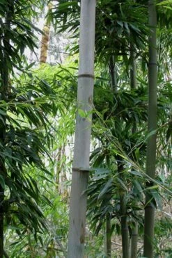Henon Giant Gray Bamboo - Phyllostachys Nigra 'Henon' - 3 Gallon Pot (3-4') -Outlet The Ever Garden Store Bamboo Henon 12 2