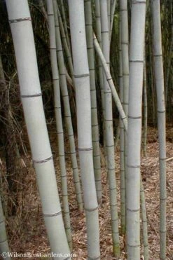 Henon Giant Gray Bamboo - Phyllostachys Nigra 'Henon' - 3 Gallon Pot (4-6') -Outlet The Ever Garden Store Bamboo Henon 15 1