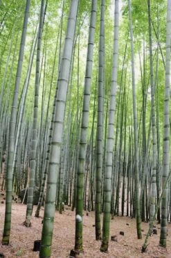 Henon Giant Gray Bamboo - Phyllostachys Nigra 'Henon' - 3 Gallon Pot (4-6') -Outlet The Ever Garden Store Bamboo Henon 16 1