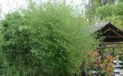Humilis Hedge Bamboo - Phyllostachys Humilis - 2 Gallon Pot -Outlet The Ever Garden Store Bamboo Humilis 1