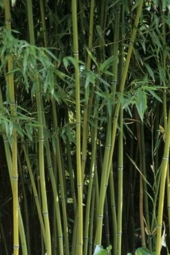 Humilis Hedge Bamboo - Phyllostachys Humilis - 2 Gallon Pot -Outlet The Ever Garden Store Bamboo Humilis 11