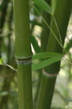 Humilis Hedge Bamboo - Phyllostachys Humilis - 2 Gallon Pot -Outlet The Ever Garden Store Bamboo Humilis 5