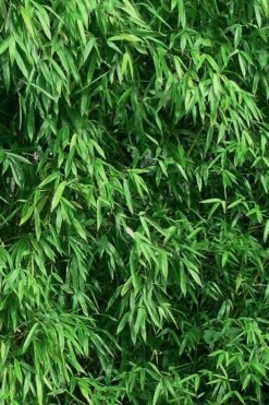 Humilis Hedge Bamboo - Phyllostachys Humilis - 2 Gallon Pot -Outlet The Ever Garden Store Bamboo Humilis 9