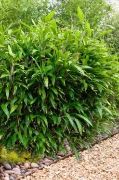 Latifolius Broadleaf Bamboo - Indocalamus Latifolius - 3 Gallon Pot