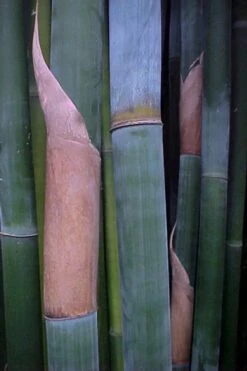 Giant Weavers Royal Bamboo (Wong Chuk) - Bambusa Textilis 'Kanapaha' - 3 Gallon Pot -Outlet The Ever Garden Store Bamboo Kanapaha 13