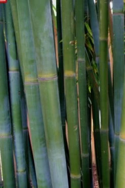 Giant Weavers Royal Bamboo (Wong Chuk) - Bambusa Textilis 'Kanapaha' - 3 Gallon Pot -Outlet The Ever Garden Store Bamboo Kanapaha 16