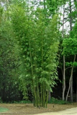 Giant Weavers Royal Bamboo (Wong Chuk) - Bambusa Textilis 'Kanapaha' - 3 Gallon Pot -Outlet The Ever Garden Store Bamboo Kanapaha 6