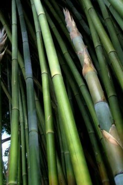 Giant Weavers Royal Bamboo (Wong Chuk) - Bambusa Textilis 'Kanapaha' - 3 Gallon Pot -Outlet The Ever Garden Store Bamboo Kanapaha 8