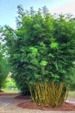 Yellow Buddha Belly Bamboo - Bambusa Ventricosa 'Kimmei' - 3 Gallon Pot 10 Yellow Buddha Belly Bamboo - Bambusa Ventricosa 'Kimmei' - 3 Gallon Pot -Outlet The Ever Garden Store Bamboo Kimmei 5