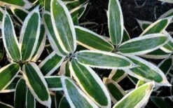 Kuma Zasa Dwarf Bamboo (Sasa Veitchii 'Kuma-Zasa') - 3 Gallon Pot -Outlet The Ever Garden Store Bamboo Kuma Zasa 1