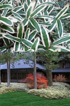 Kuma Zasa Dwarf Bamboo - Sasa Veitchii 'Kuma-Zasa' - 1 Gallon Pot -Outlet The Ever Garden Store Bamboo Kuma Zasa 13 1