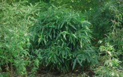 Latifolius Broadleaf Bamboo - Indocalamus Latifolius - 3 Gallon Pot -Outlet The Ever Garden Store Bamboo Latifolius 2