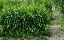 Latifolius Broadleaf Bamboo - Indocalamus Latifolius - 3 Gallon Pot -Outlet The Ever Garden Store Bamboo Latifolius 3