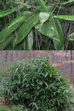 Latifolius Broadleaf Bamboo - Indocalamus Latifolius - 3 Gallon Pot -Outlet The Ever Garden Store Bamboo Latifolius 500x750 1