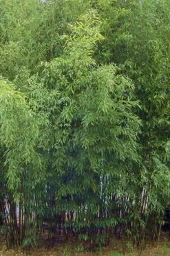 Spotted Leopard Bamboo - Phyllostachys Bambusoides 'Tanakae' - 3 Gallon Pot -Outlet The Ever Garden Store Bamboo Leopard 11