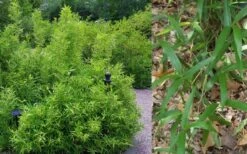 Macon Rivercane Bamboo - Arundinaria Gigantea 'Macon' - 3 Gallon Pot -Outlet The Ever Garden Store Bamboo Macon Rivercane 2