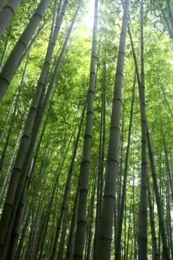 Madake Giant Japanese Timber Bamboo (Phyllostachys Bambusoides) - 3 Gallon Pot (2-4') -Outlet The Ever Garden Store Bamboo Madake 10 1