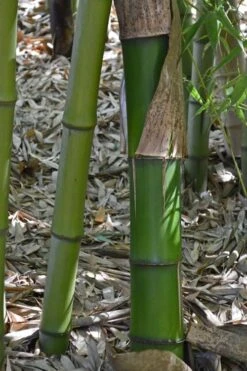 Madake Giant Japanese Timber Bamboo (Phyllostachys Bambusoides) - 3 Gallon Pot (2-4') -Outlet The Ever Garden Store Bamboo Madake 11 1