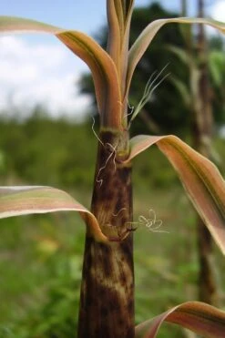 Madake Giant Japanese Timber Bamboo (Phyllostachys Bambusoides) - 3 Gallon Pot (2-4') -Outlet The Ever Garden Store Bamboo Madake 13 1