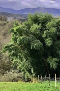 Madake Giant Japanese Timber Bamboo (Phyllostachys Bambusoides) - 3 Gallon Pot (4-6'+) -Outlet The Ever Garden Store Bamboo Madake 14 2