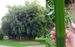 Madake Giant Japanese Timber Bamboo (Phyllostachys Bambusoides) - 3 Gallon Pot (4-6'+) -Outlet The Ever Garden Store Bamboo Madake Giant Japanese Timber Bamboo 2