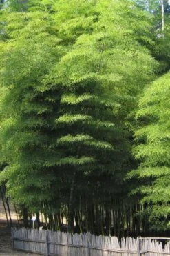 Moso Giant Bamboo (Phyllostachys Edulis 'Moso') - 3 Gallon Pot (2-4') -Outlet The Ever Garden Store Bamboo Moso 10 1