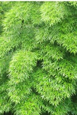 Moso Giant Bamboo (Phyllostachys Edulis 'Moso') - 3 Gallon Pot (4-6') -Outlet The Ever Garden Store Bamboo Moso 11