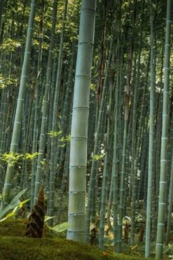 Moso Giant Bamboo (Phyllostachys Edulis 'Moso') - 3 Gallon Pot (4-6')