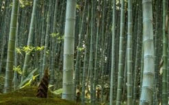 Moso Giant Bamboo (Phyllostachys Edulis 'Moso') - 3 Gallon Pot (4-6') -Outlet The Ever Garden Store Bamboo Moso 24