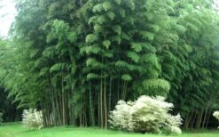 Moso Giant Bamboo (Phyllostachys Edulis 'Moso') - 3 Gallon Pot (4-6') -Outlet The Ever Garden Store Bamboo Moso 3