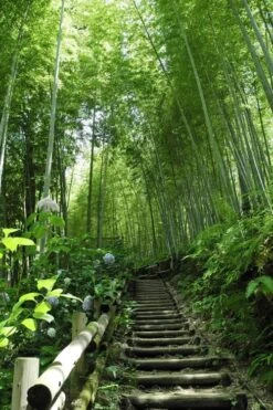 Moso Giant Bamboo (Phyllostachys Edulis 'Moso') - 3 Gallon Pot (2-4') -Outlet The Ever Garden Store Bamboo Moso 9 1