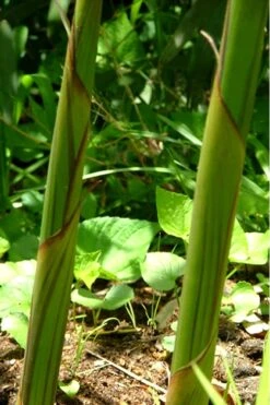 Red Margin Bamboo - Phyllostachys Rubromarginata - 3 Gallon Pot (4-6') -Outlet The Ever Garden Store Bamboo Red Margin 11
