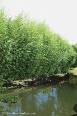 Red Margin Bamboo - Phyllostachys Rubromarginata - 3 Gallon Pot (4-6') -Outlet The Ever Garden Store Bamboo Red Margin 13
